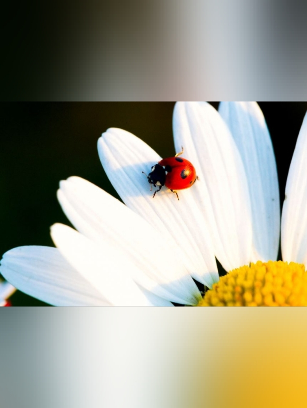 Red and Black Ladybug Decorative Custom Fridge Magnet